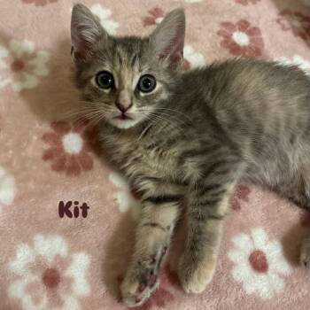 Kit -  Domestic Short Hair Cat for Adoption in Orlando, Florida - Kit | PetCurious