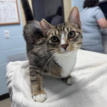 Domestic Short Hair Cats Available for Adoption - Rob | PetCurious