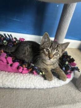 Custard -  Domestic Short Hair Cat for Adoption in Harbor Springs, Michigan - Custard | PetCurious