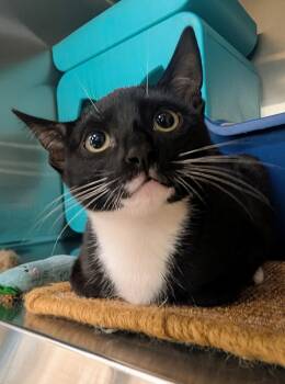Sasha -  Domestic Short Hair Cat for Adoption in Palm Harbor, Florida - Sasha | PetCurious