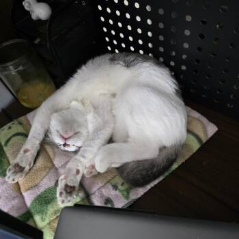 Cashew -  Domestic Short Hair Cat for Adoption in Wilmington, North Carolina - Cashew | PetCurious