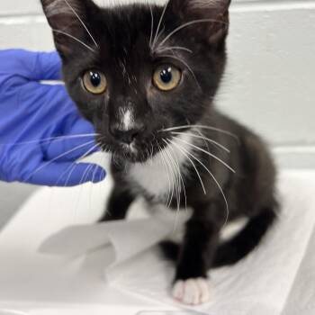 Nickel -  Domestic Short Hair Cat for Adoption in Chattanooga, Tennessee - Nickel | PetCurious
