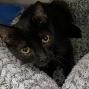 Medela -  Domestic Short Hair Cat for Adoption in Georgetown, Kentucky - Medela | PetCurious
