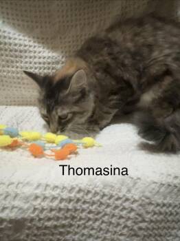 Thomasina -  Domestic Medium Hair Cat for Adoption in Groveland, Massachusetts - Thomasina | PetCurious