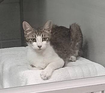 Simone -  Domestic Short Hair Cat for Adoption in Sacramento, California - Simone | PetCurious