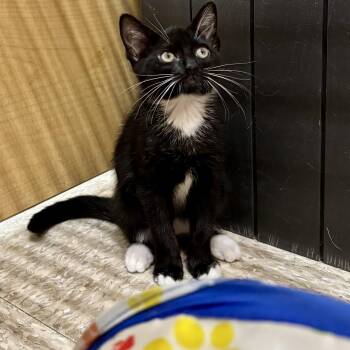 Onyx -  Domestic Short Hair Cat for Adoption in Irvine, California - Onyx | PetCurious
