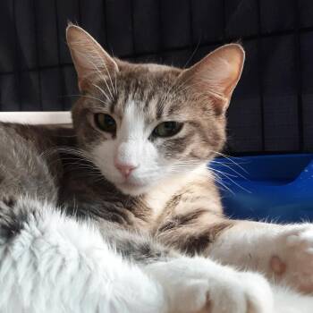 Mama Joanie -  Domestic Short Hair Cat for Adoption in Spokane, Washington - Mama Joanie | PetCurious