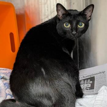 Domestic Short Hair Cats Available for Adoption - Noche | PetCurious