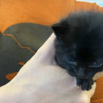 Agent Z (26-3O-1) -  Domestic Short Hair Cat for Adoption in Rifle, Colorado - Agent Z (26-3O-1) | PetCurious