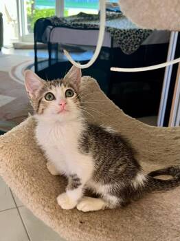 Rescue Domestic Short Hair Cats for Adoption in Boca Raton, Florida - Bandit & Tiger - BONDED BROTHERS | PetCurious