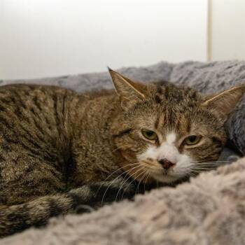 AMIRI -  Domestic Short Hair Cat Available for Adoption in Methuen, Massachusetts - AMIRI | PetCurious