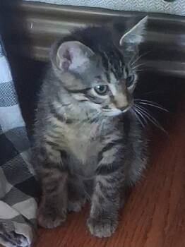 Domestic Short Hair Cats Available for Adoption in Wheaton, Illinois - Angela (Bonded With Anna) | PetCurious