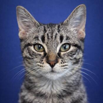 Aston -  Domestic Short Hair Cat for Adoption in Mankato, Minnesota - Aston | PetCurious
