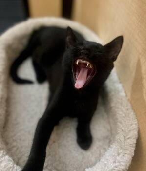 Vader -  Domestic Short Hair Cat for Adoption in Dixon, California - Vader | PetCurious