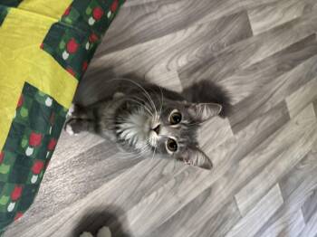 Rescue Domestic Short Hair Cats for Adoption in Evans City, Pennsylvania - Parker | PetCurious