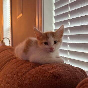Sprinkles -  Domestic Short Hair Cat Available for Adoption in Seneca, South Carolina - Sprinkles | PetCurious