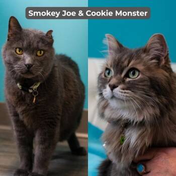Domestic Short Hair Cats Available for Adoption in Minneapolis, Minnesota - Smokey Joe / Cookie Monster | PetCurious
