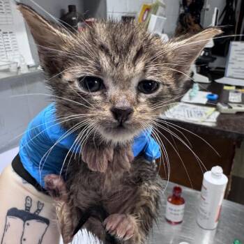 Sprite -  Domestic Short Hair Cat for Adoption in Summerville, South Carolina - Sprite | PetCurious