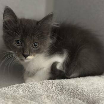 -Audrey -  Domestic Medium Hair Cat for Adoption in Red Bluff, California - -Audrey | PetCurious