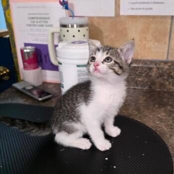 Domestic Short Hair Cats Available for Adoption in Eureka Springs, Arkansas - Tigger | PetCurious