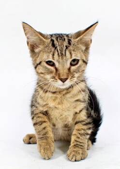 Marissa -  Domestic Medium Hair and Domestic Short Hair Cat for Adoption in Morton Grove, Illinois - Marissa | PetCurious