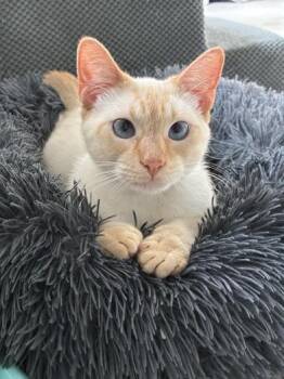 Domestic Short Hair Cats Available for Adoption - Miku | PetCurious