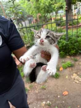 Domestic Short Hair Cats Available for Adoption in Dallas, Texas - BABY POP | PetCurious