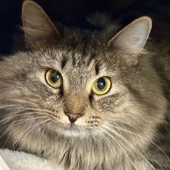 Rescue Domestic Medium Hair Cats for Adoption in Falls Church, Virginia - Milkshake | PetCurious