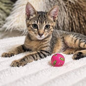 Bella -  Tabby and Domestic Short Hair Cat for Adoption in Coral Gables, Florida - Bella | PetCurious