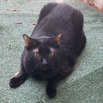 Tinker -  Domestic Short Hair Cat for Adoption in Midland, Texas - Tinker | PetCurious