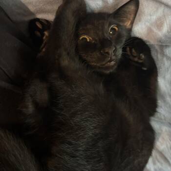 Balou -  Domestic Short Hair Cat for Adoption in Miami, Florida - Balou | PetCurious