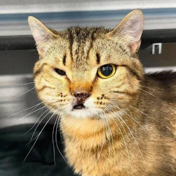 Guy -  Domestic Short Hair Cat for Adoption in Sheridan, Wyoming - Guy | PetCurious