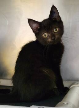 Rescue Domestic Short Hair Cats for Adoption in Cincinnati, Ohio - Deux | PetCurious