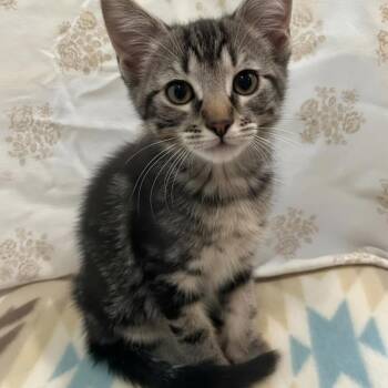 Ted Lasso -  Domestic Short Hair Cat for Adoption in Warr Acres, Oklahoma - Ted Lasso | PetCurious