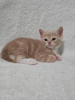 Domestic Short Hair Cats Available for Adoption - Zeus | PetCurious