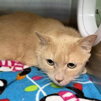 KIWI -  Domestic Short Hair Cat Available for Adoption in Barnstable, Massachusetts - KIWI | PetCurious