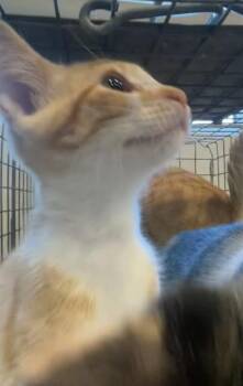 PUDDING -  Domestic Short Hair Cat for Adoption in Fort Myers, Florida - PUDDING | PetCurious