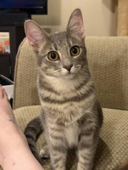 Coriander -  Domestic Short Hair Cat for Adoption in Little Rock, Arkansas - Coriander | PetCurious