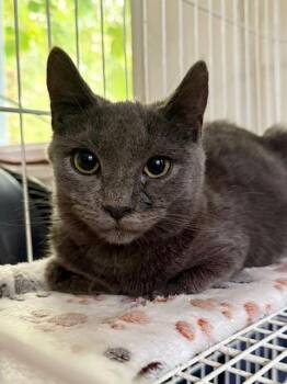 Rescue Russian Blue Cats for Adoption in New York, New York - Samosa | PetCurious