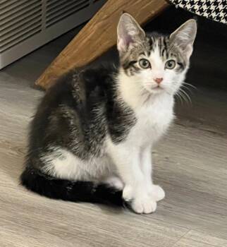 Funfetti -  Domestic Short Hair Cat for Adoption in Logan, Utah - Funfetti | PetCurious