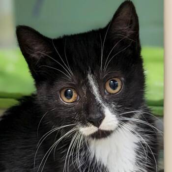 Wednesday -  Domestic Short Hair Cat for Adoption in Jefferson, Wisconsin - Wednesday | PetCurious