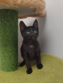 Domestic Short Hair Cats Available for Adoption in Corpus Christi, Texas - Delia | PetCurious