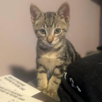 Lemongrass - Sweet & Gentle -  Tabby Cat for Adoption in Hamilton, Ontario - Lemongrass - Sweet & Gentle | PetCurious