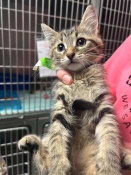 white Kitten 4 (Ares) -  Domestic Short Hair Cat for Adoption in Morgantown, Kentucky - White Kitten 4 (Ares) | PetCurious