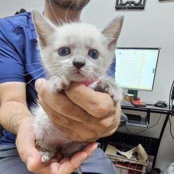 Misty -  Domestic Short Hair Cat for Adoption in Guaynabo, Guaynabo - Misty | PetCurious