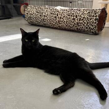 Domestic Short Hair Cats Available for Adoption - Hera | PetCurious