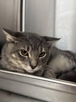 Stewie -  Domestic Short Hair Cat for Adoption in Hilton Head Island, South Carolina - Stewie | PetCurious