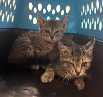 #1 BT F -  Domestic Short Hair Cat for Adoption in Burgaw, North Carolina - #1 BT F | PetCurious