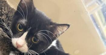 Mars -  Domestic Short Hair Cat for Adoption in Stockton, California - Mars | PetCurious