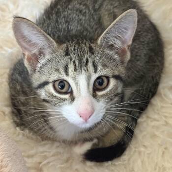 Cooper -  Domestic Short Hair Cat for Adoption in Philadelphia, Pennsylvania - Cooper | PetCurious